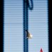 Ricard_s_a_live_music_tour_2011_la_tournee_a_marseille_59_photo_1859